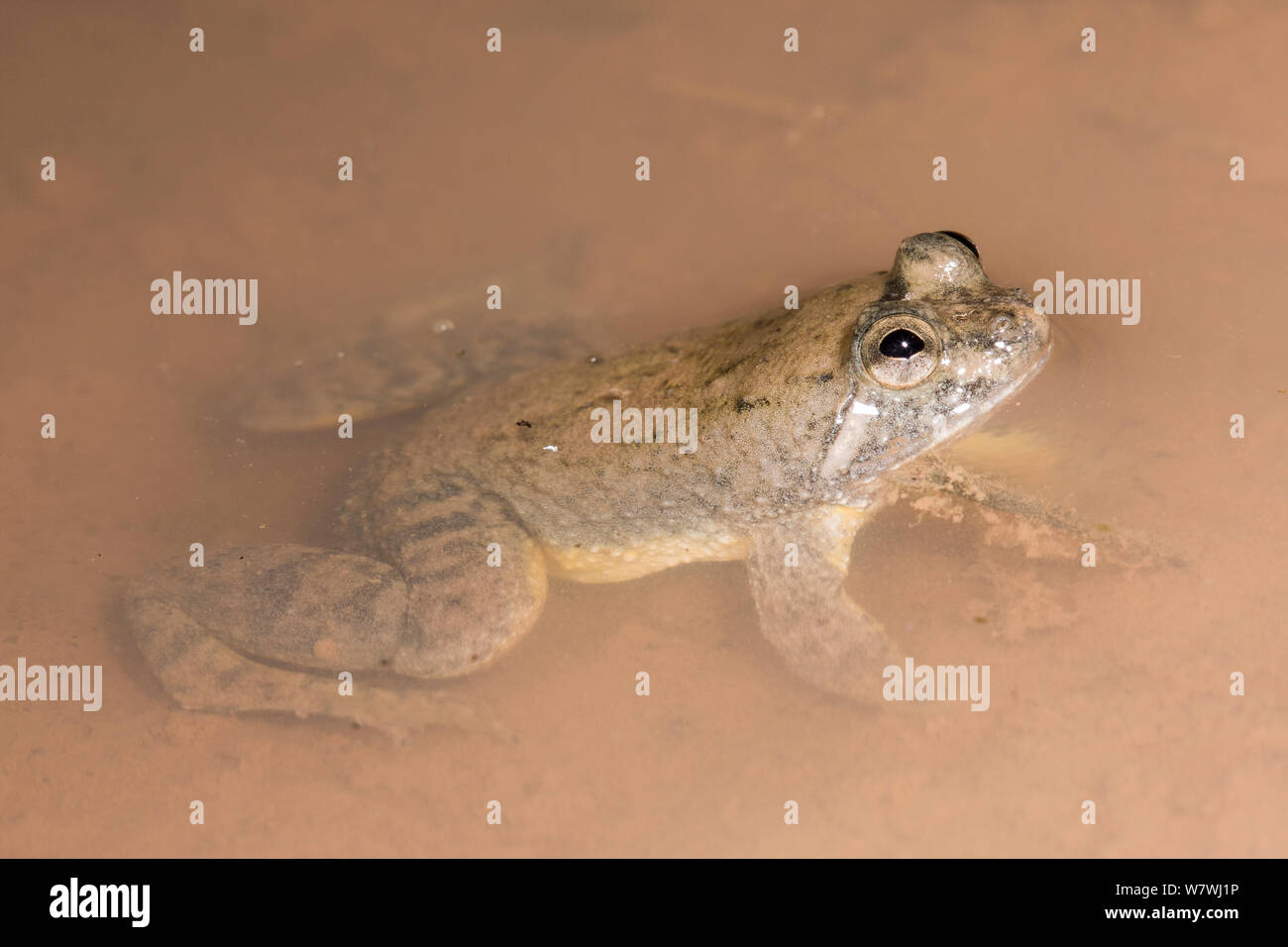 Yellow-bellied Puddle Frog (Occidozyga laevis) Danum Valley, Sabah, Borneo. Stock Photo