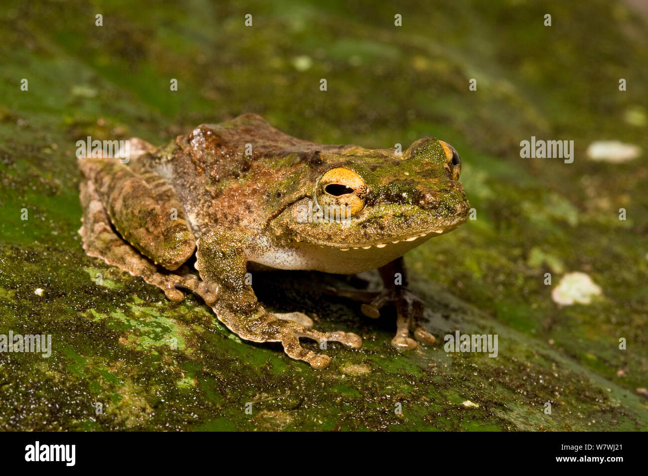 Frilled Tree Frog (rhacophorus Appendiculatus) Sukau, Sabah, Borneo 