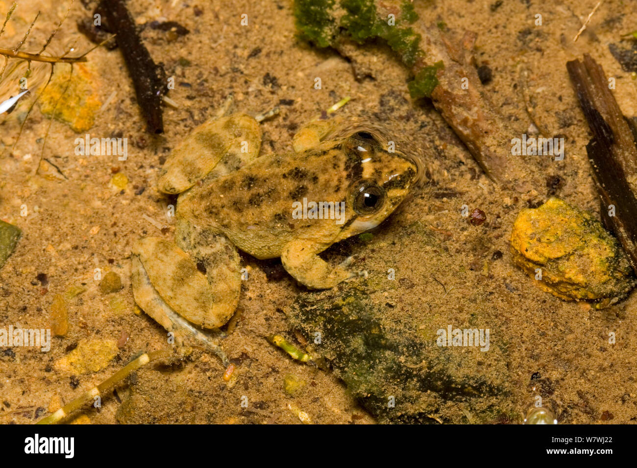 Seep Frog (Occidozyga baluensis) Mount Kinabalu National Park, Sabah, Borneo. Stock Photo