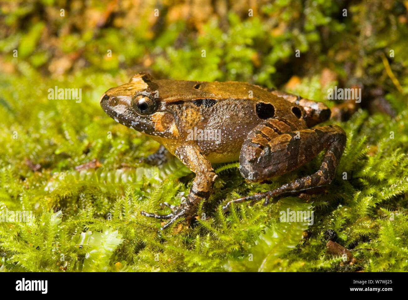 Smooth guardian frog (Limnonectes palavanensis) Kinabalu National Park, Sabah, Borneo. Stock Photo