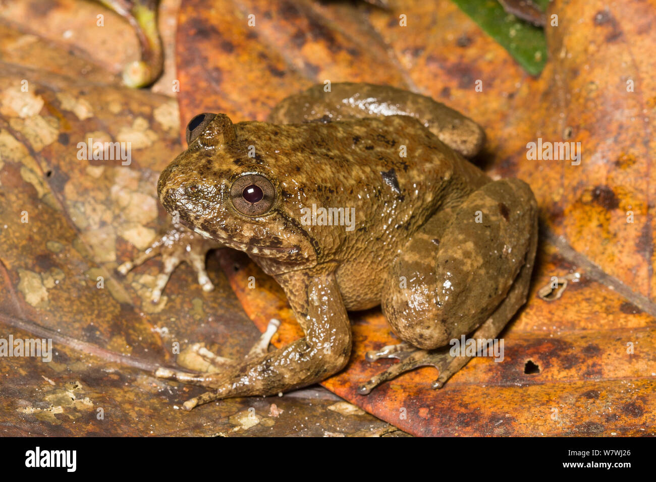 Kuhl&#39;s Creek Frog (Limnonectes kuhlii) Kinabalu National Park, Sabah, Borneo. Stock Photo