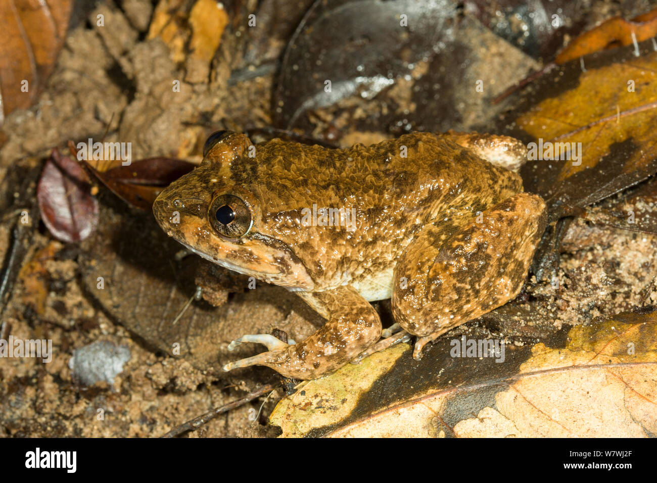 Kuhl&#39;s Creek Frog (Limnonectes kuhlii) Bako National Park, Sarawak, Borneo. Stock Photo