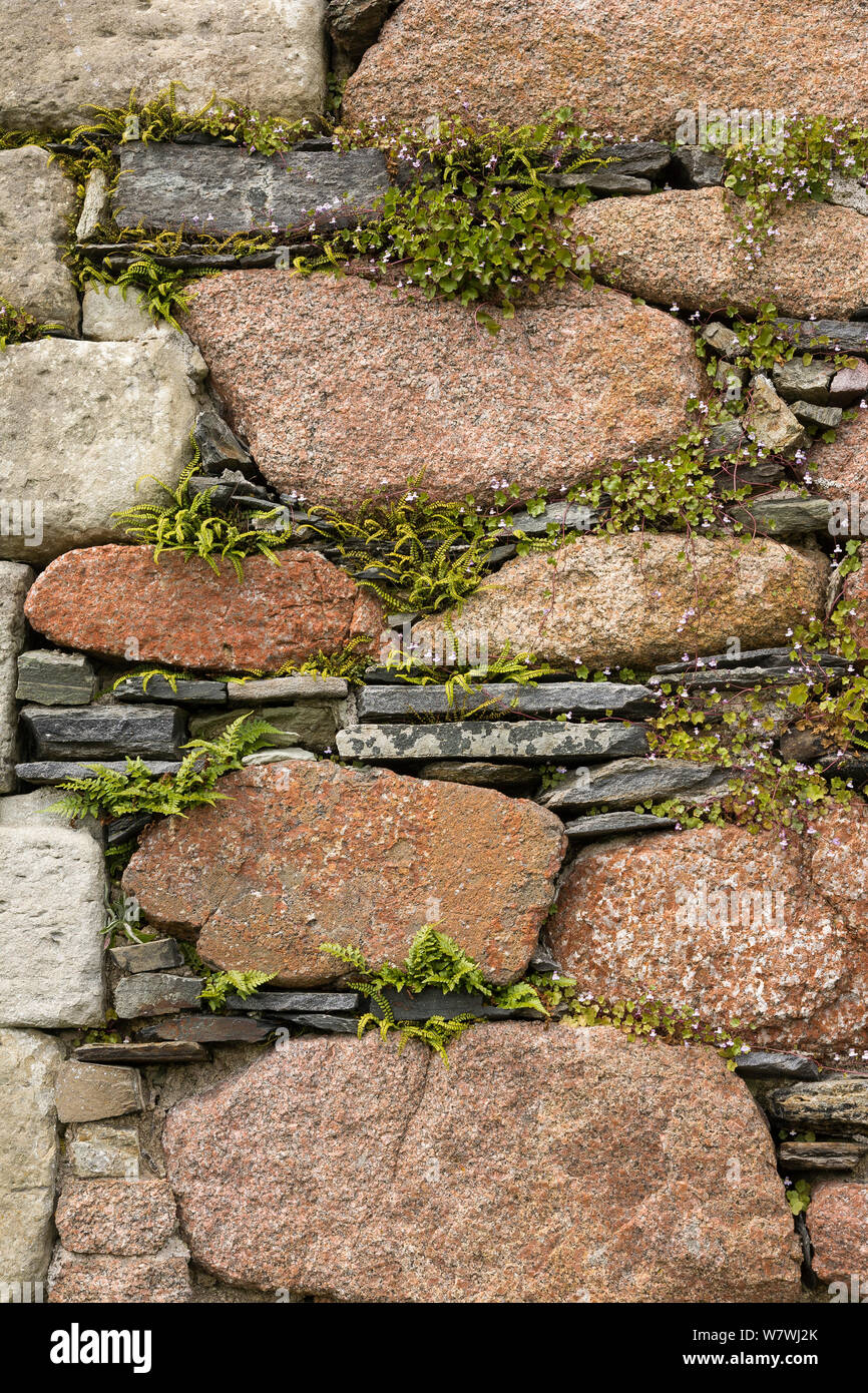 Stone wall of granite and slate, with ferns and Ivy-leaved toadflax (Cymbalaria muralis) Nunnery, Iona, Mull, Scotland, UK, June. Stock Photo