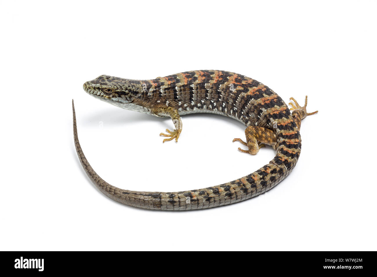 Blue alligator lizard hi-res stock photography and images - Alamy