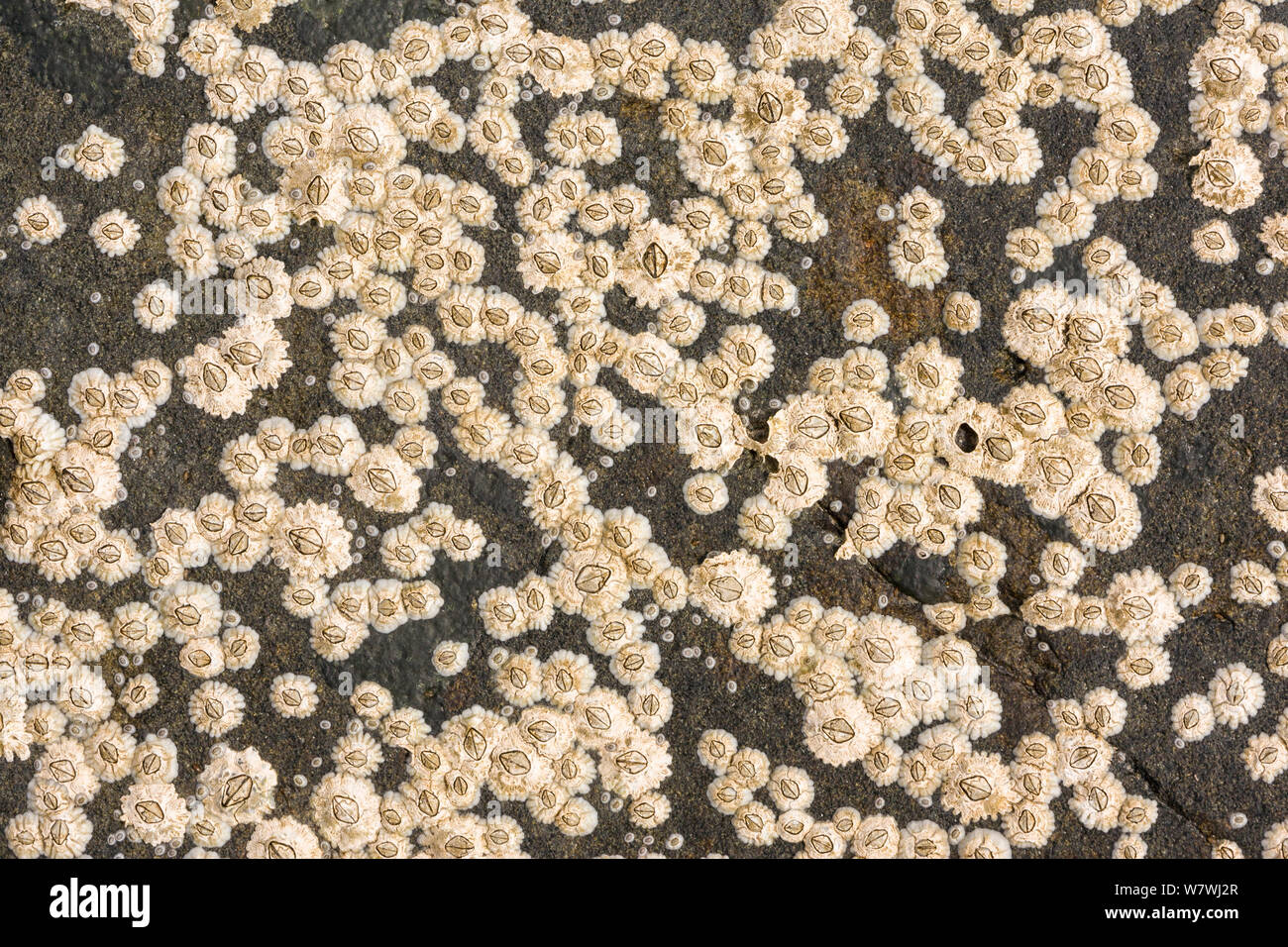 Acorn barnacles (Balanus balanoides) in rockpool, Northumberland, England, UK, May. Stock Photo