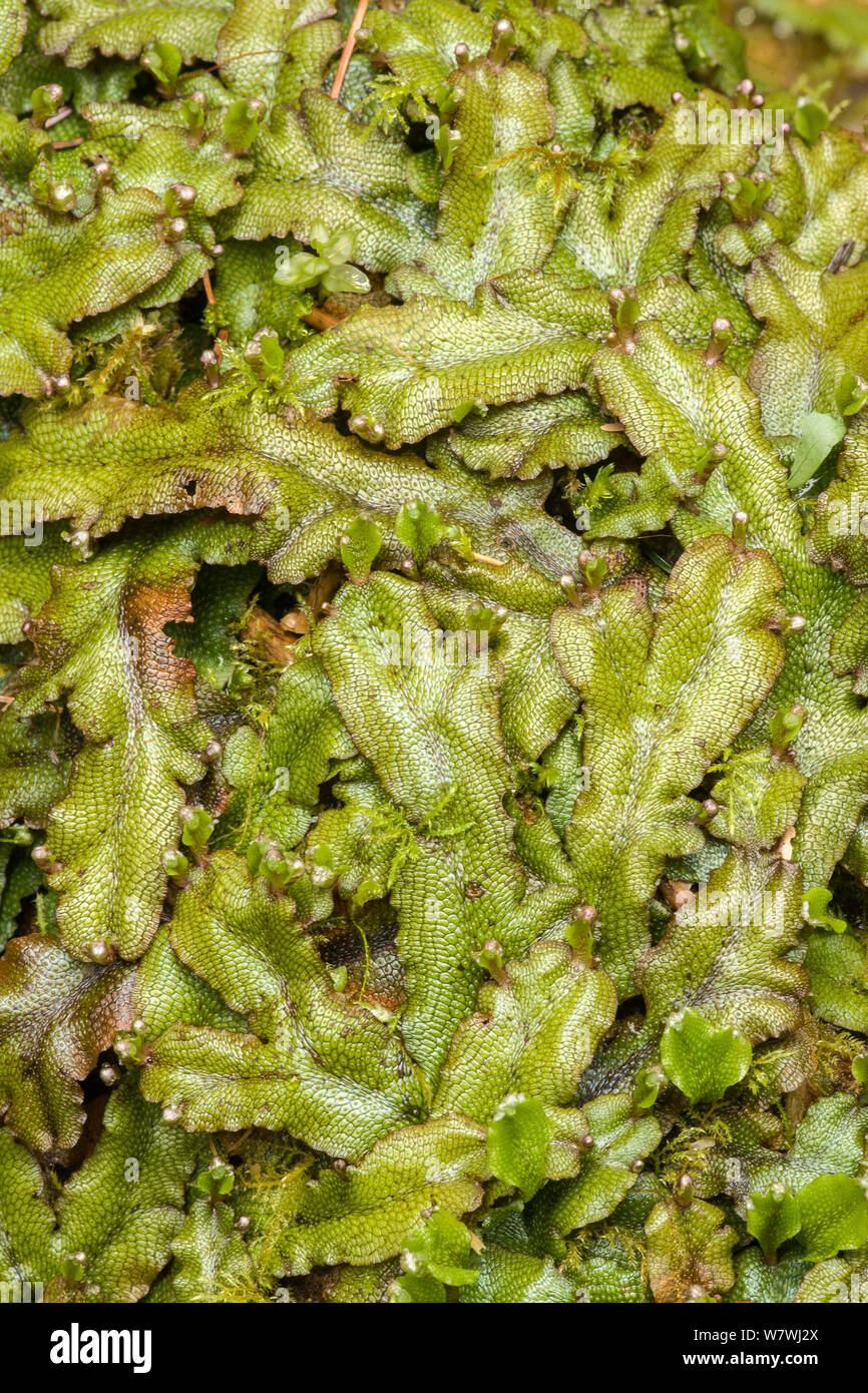 Scented liverwort (Conocephalum conicum) Hoh Rain Forest, Olympic Peninsula, Washington state, USA, May. Stock Photo