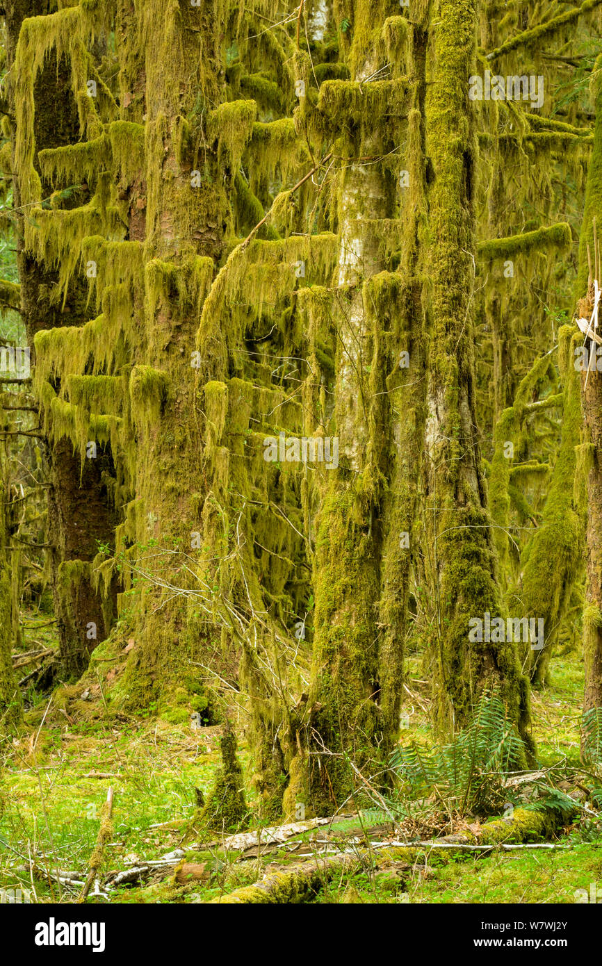 Hall of Mosses, Hoh Rain Forest, Olympic Peninsula, Washington, USA, May 2008. Stock Photo