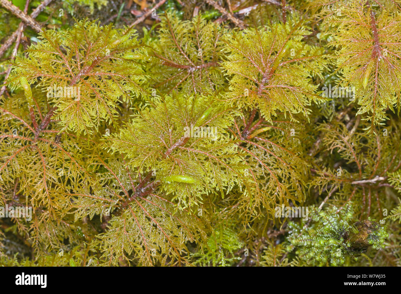 Plume moss (Hypnum crista-castrensis) Washington, Pacific Northwest, USA, May. Stock Photo