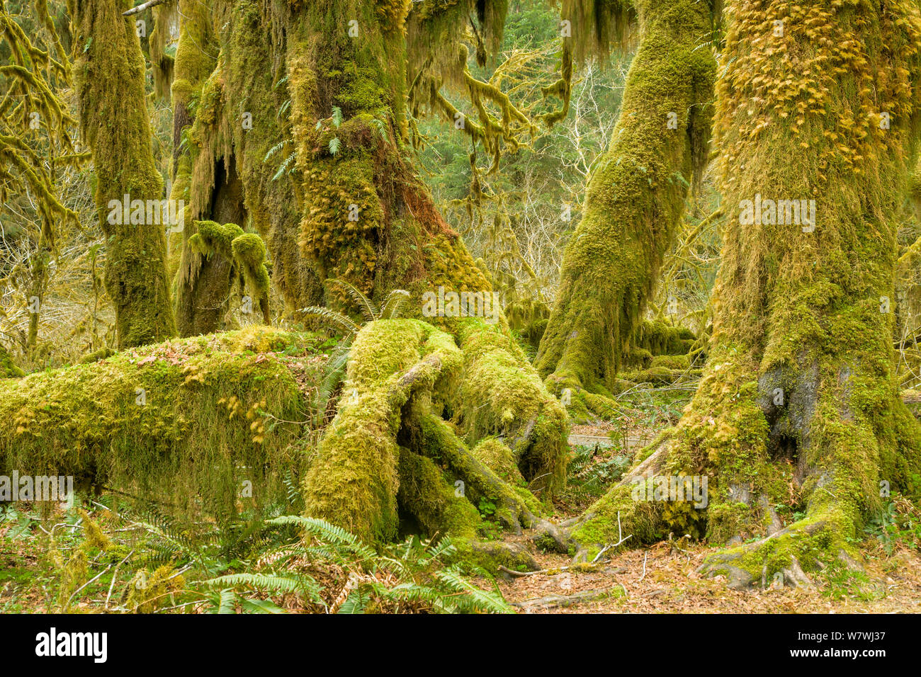 Hall of Mosses, Hoh Rain Forest, Olympic Peninsula, Washington, USA, May 2008. Stock Photo