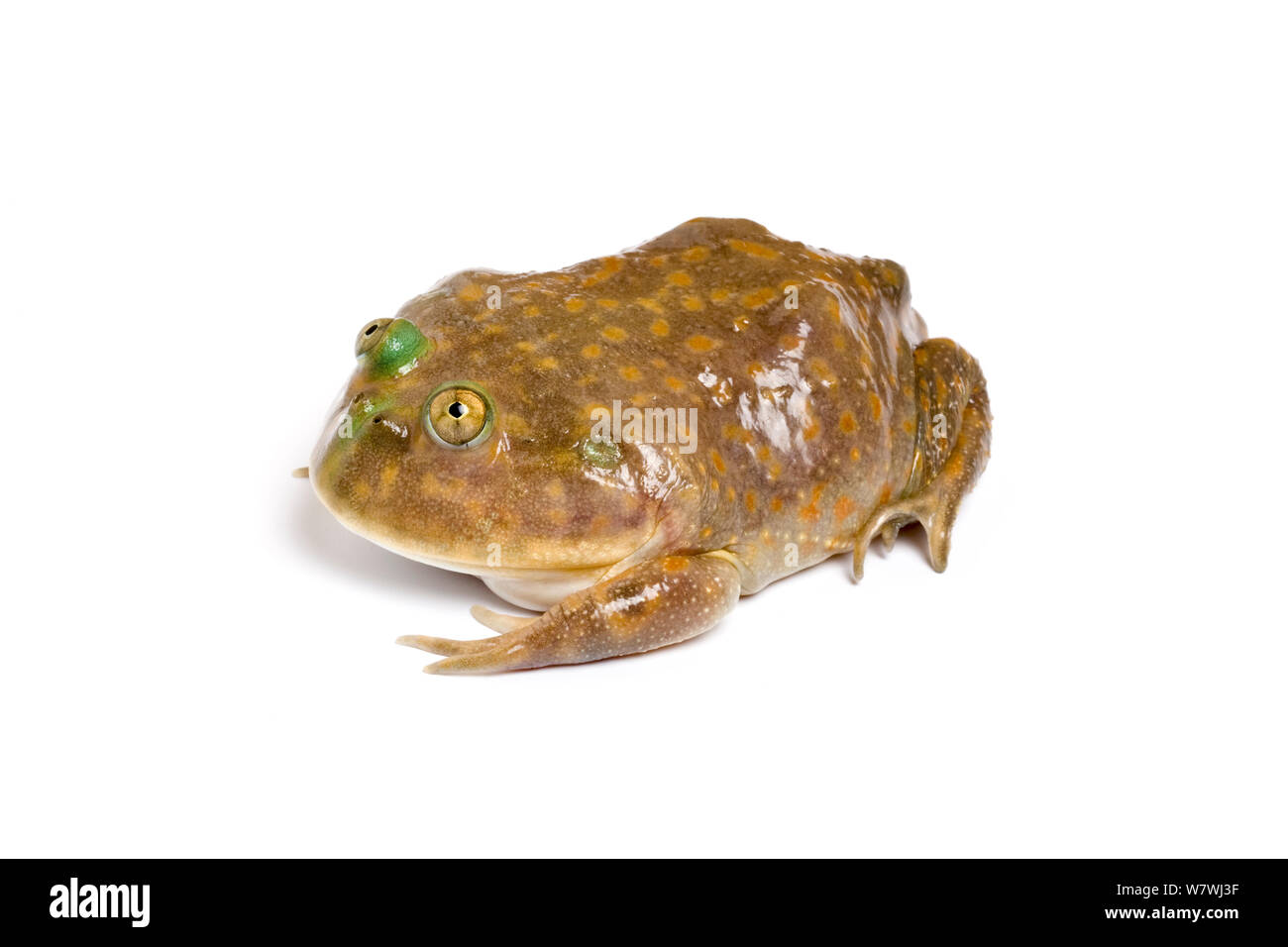 Budgett&#39;s frog (Lepidobatrachus laevis) taken on white background, captive from South America. Stock Photo