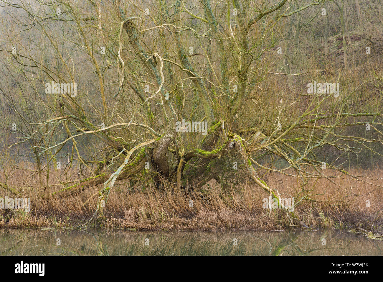 Crack willow or brittle willow hi-res stock photography and images - Alamy