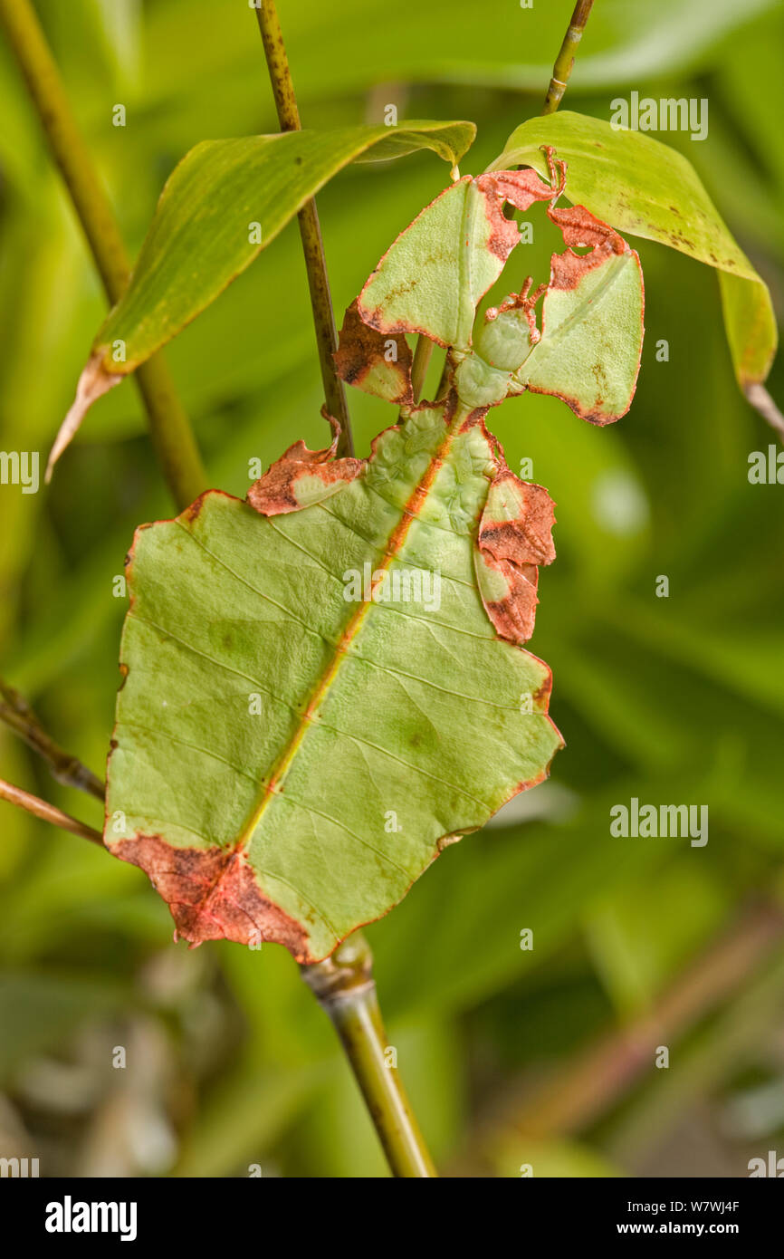 Leaf insect (Phyllium species) nymph camouflaged in leaves, captive. Stock Photo