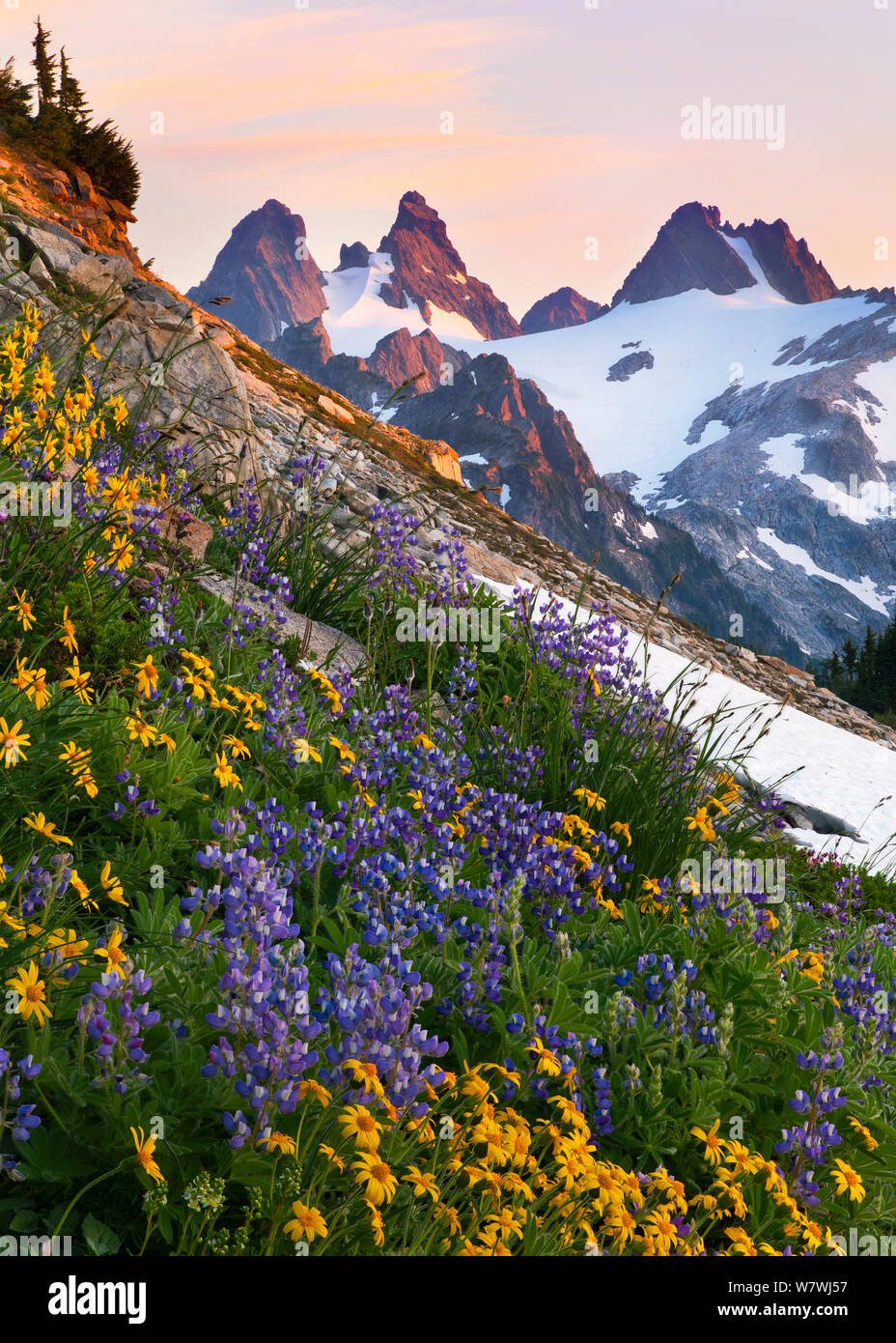 Subalpine flowers including  Lupins  in the Alpine Lakes Wilderness in the Cascades with Chimney Peak in the distance, Washington, USA. Composed of several stacked images. August 2012. Stock Photo