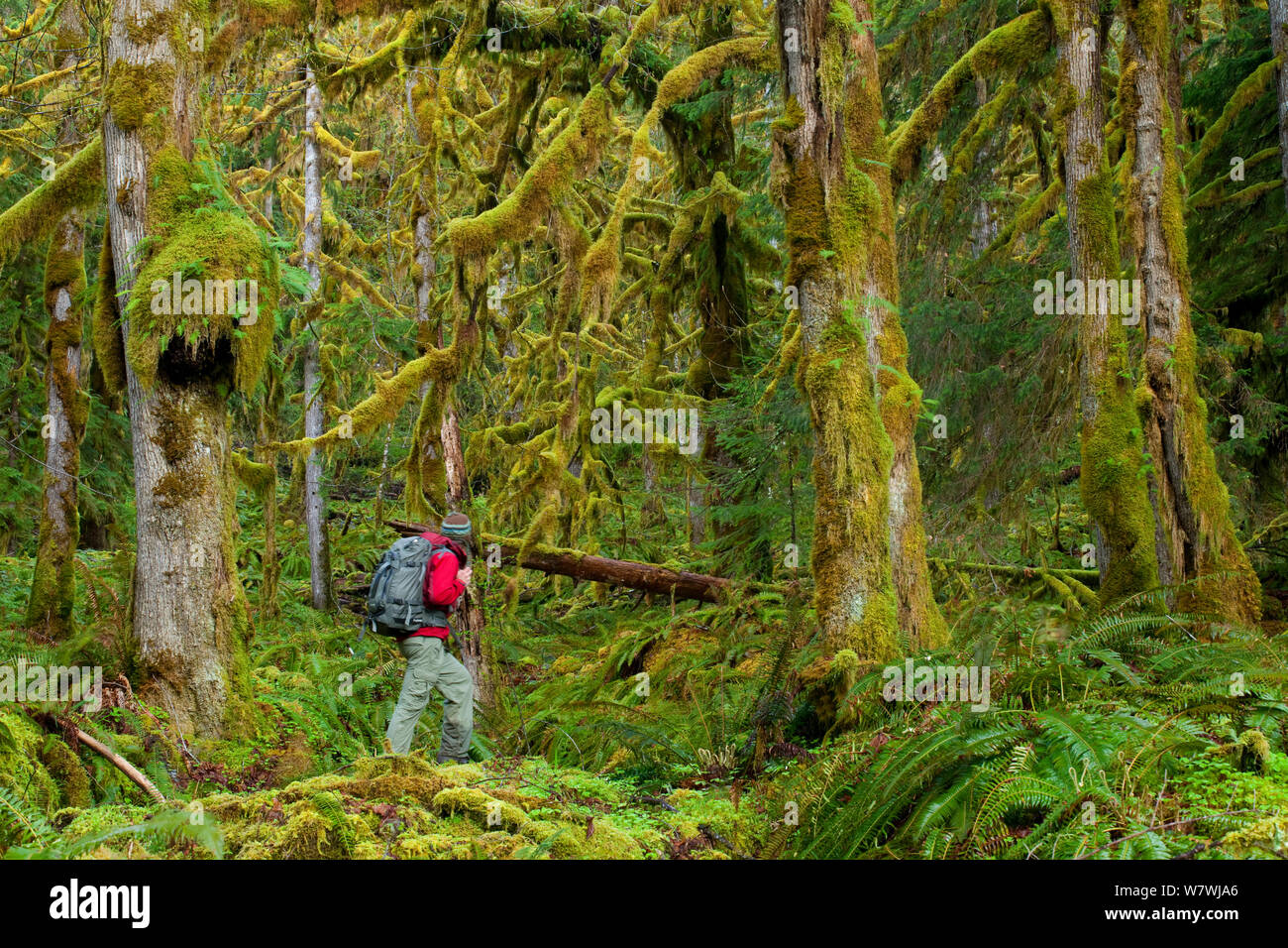 A hiker walking in Olympic National Park, Washington, USA. May 2011. Model released. Stock Photo