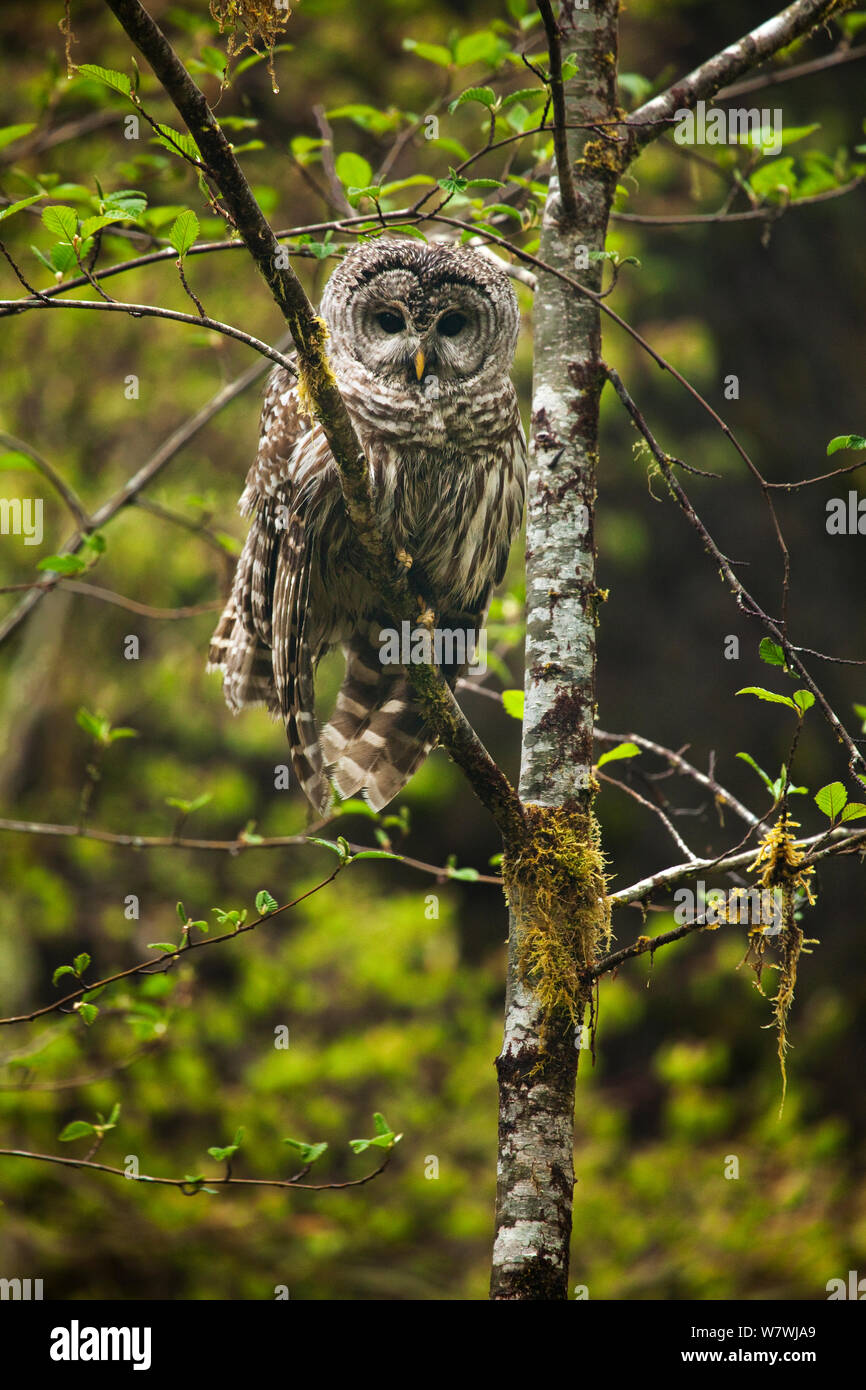 Barred Owl (Strix varia) in a tree, Olympic National Park, Washington, USA. May. Stock Photo