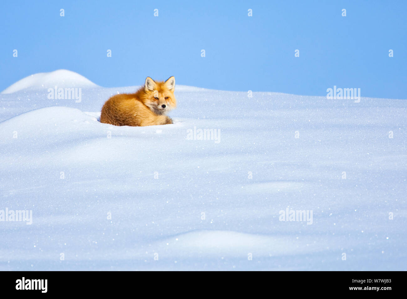 A Red Fox (Vulpes vulpes) waking up from a nap, Lamar Valley, Yellowstone National Park, Wyoming, USA. December. Stock Photo
