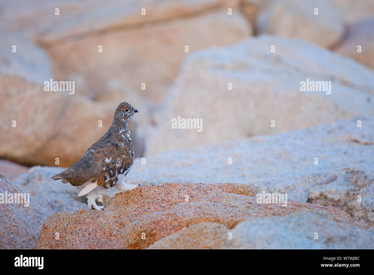 White-tailed Ptarmigan (Lagopus leucurus) walking on rocks, High Sierra, California. September. Stock Photo