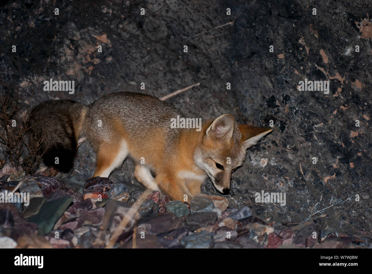 Red Fox kit (Vulpes vulpes) hunting at night in Echo Canyon, Death Valley National Park, California, USA. January. Stock Photo