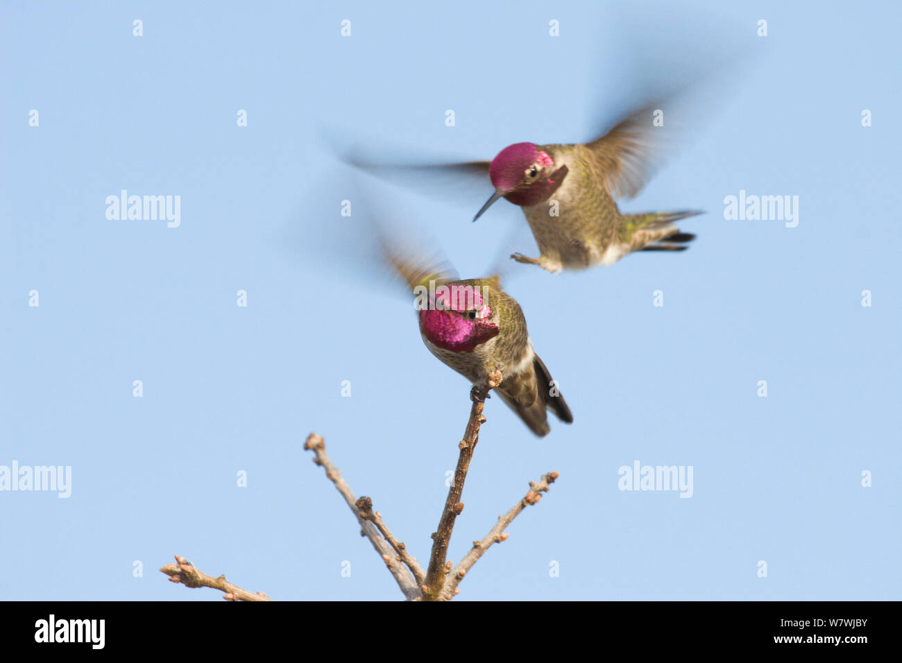 Two Anna&#39;s Hummingbirds (Calypte anna) fighting, Mount Diablo State Park, California, USA. December. Stock Photo
