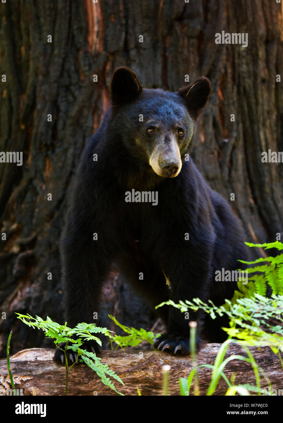 Black Bear (Ursus americanus) in Kings Canyon National Park, California, USA. June. Stock Photo