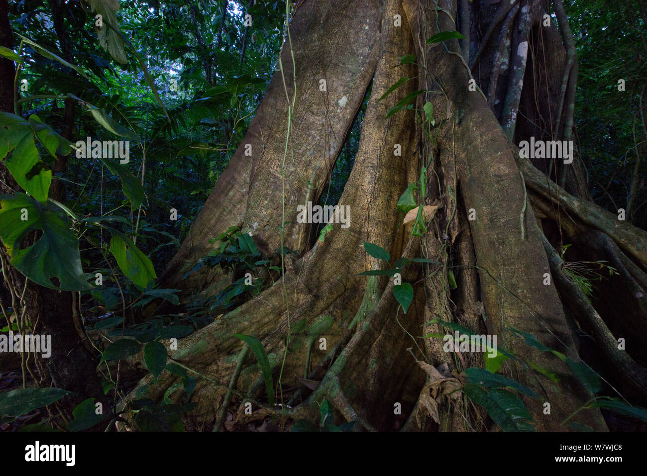 Ceiba tree at night in the Lacandon Jungle near Lacanjá Chansayab, Chiapas, Mexico. March 2014. Stock Photo