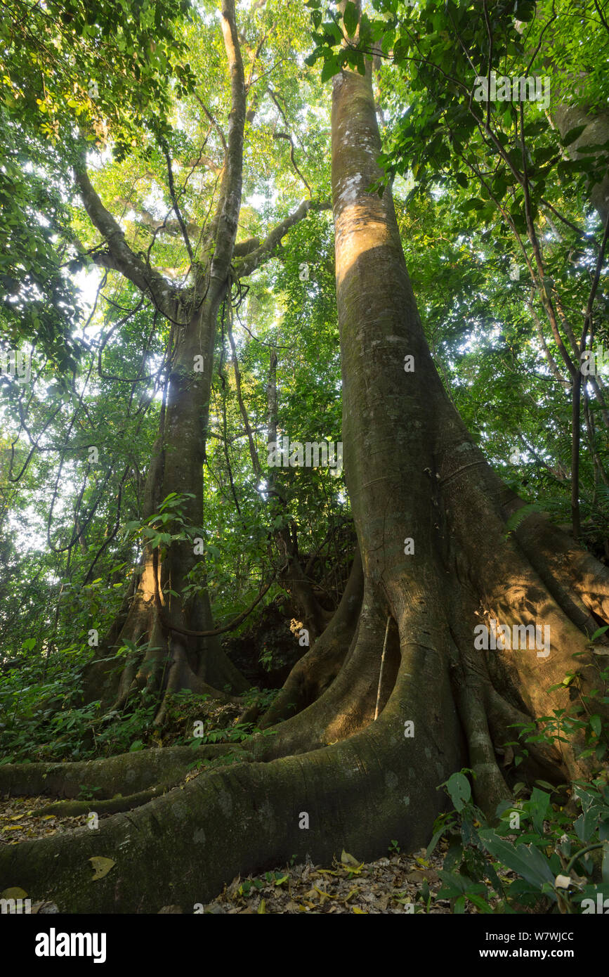 Looking up at Ceiba trees, Palenque National Park, Chiapas, Mexico. March 2014. Stock Photo