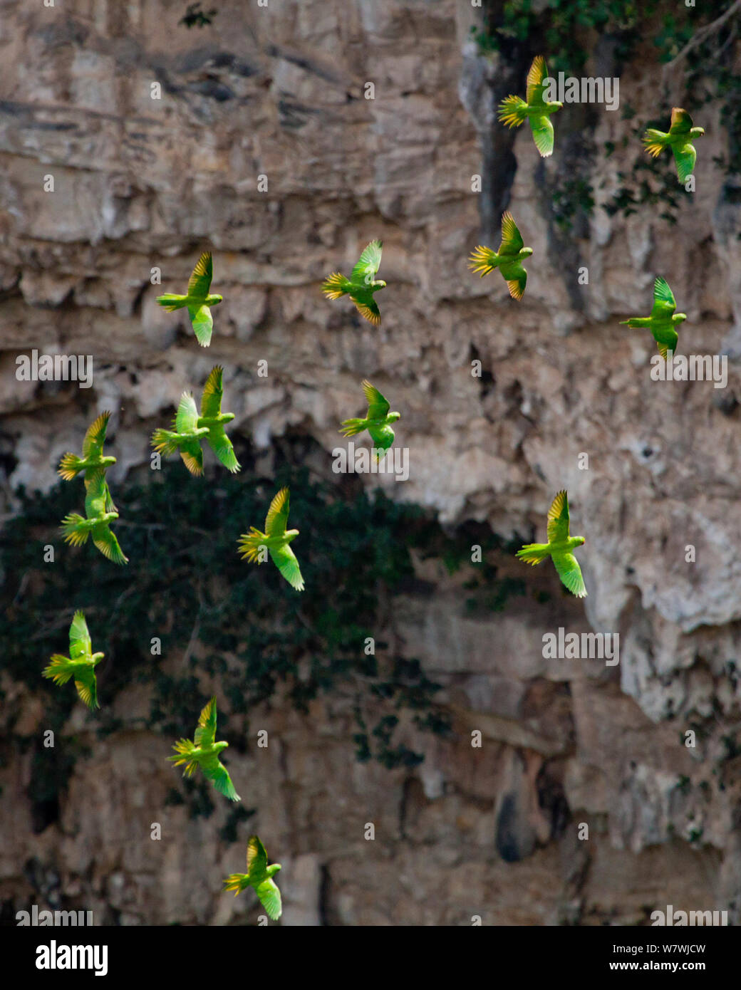 Green parakeet (Aratinga holochlora) flock flying together, Sima de las Cotorras, Chiapas, Mexico. March. Stock Photo