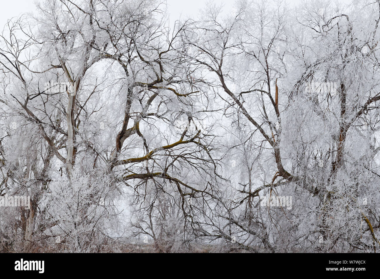 Frosted Black Cottonwood Trees (Populus trichocarpa), Eastern Washington, USA. January 2014. Stock Photo