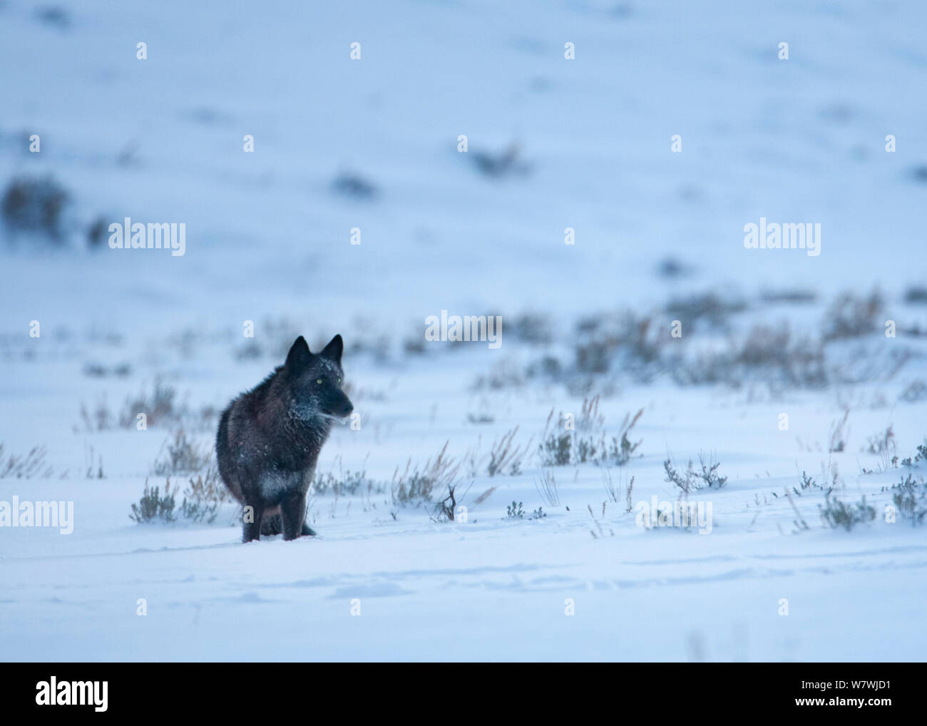 A wild Grey Wolf (Canis lupus), dark form, standing in the snow, Lamar Valley, Yellowstone National Park, Wyoming, USA. January. Stock Photo