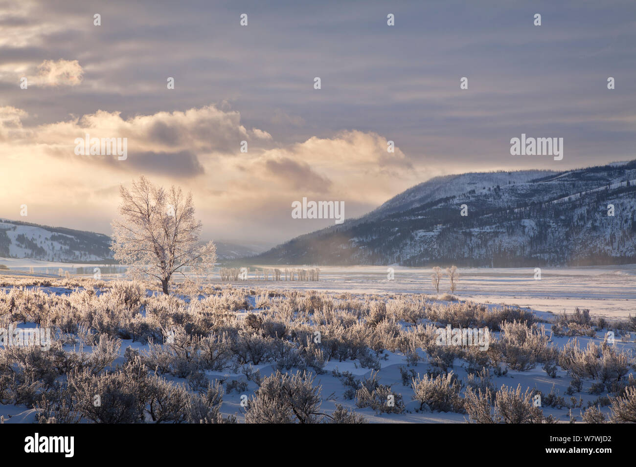 Sunrise over the Lamar Valley in winter, Yellowstone National Park, Wyoming, USA. December 2013. Stock Photo