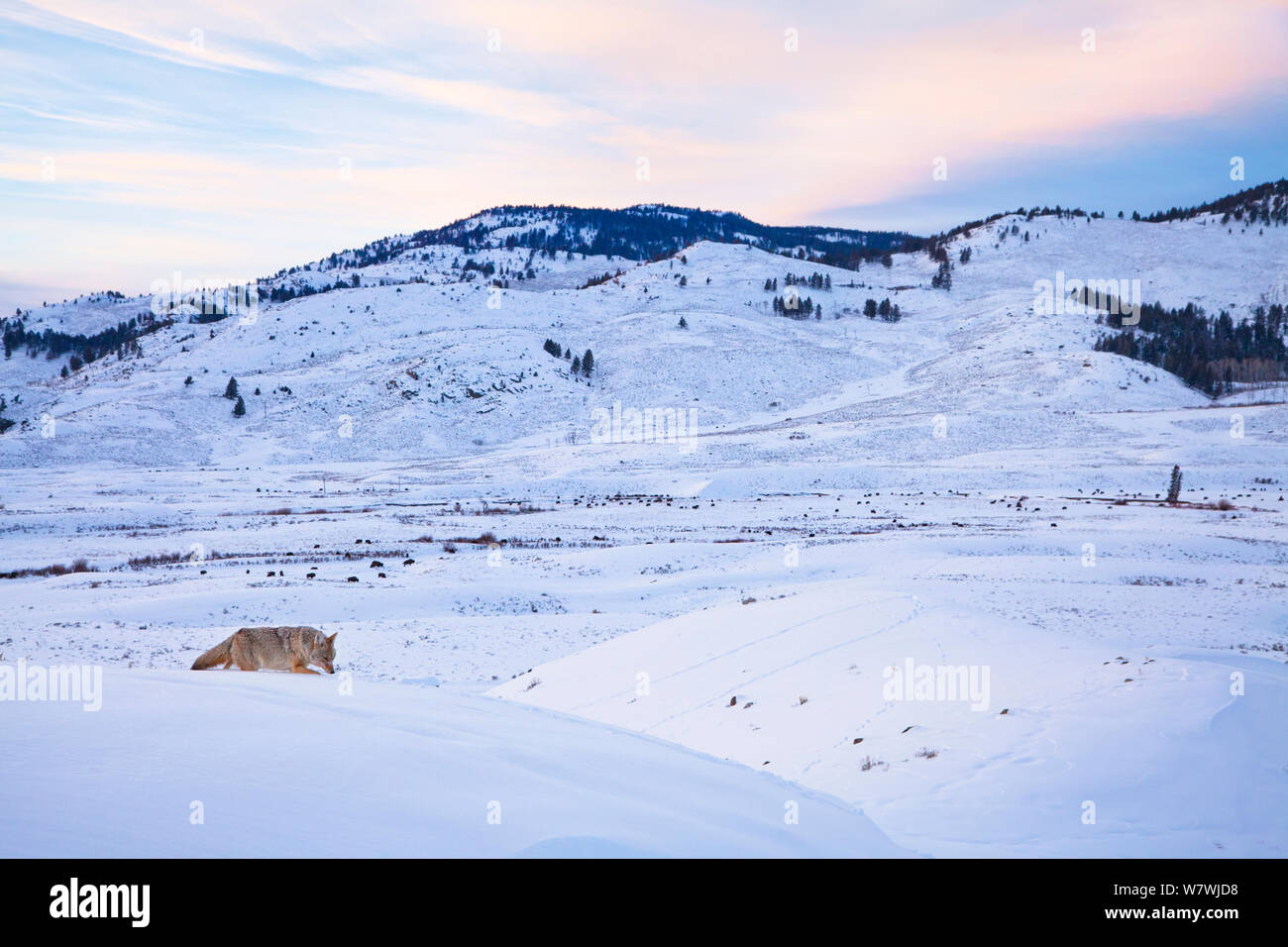 A coyote (Canis latrans) hunting in the snow, Lamar Valley, Yellowstone National Park, Wyoming, USA. December. Stock Photo
