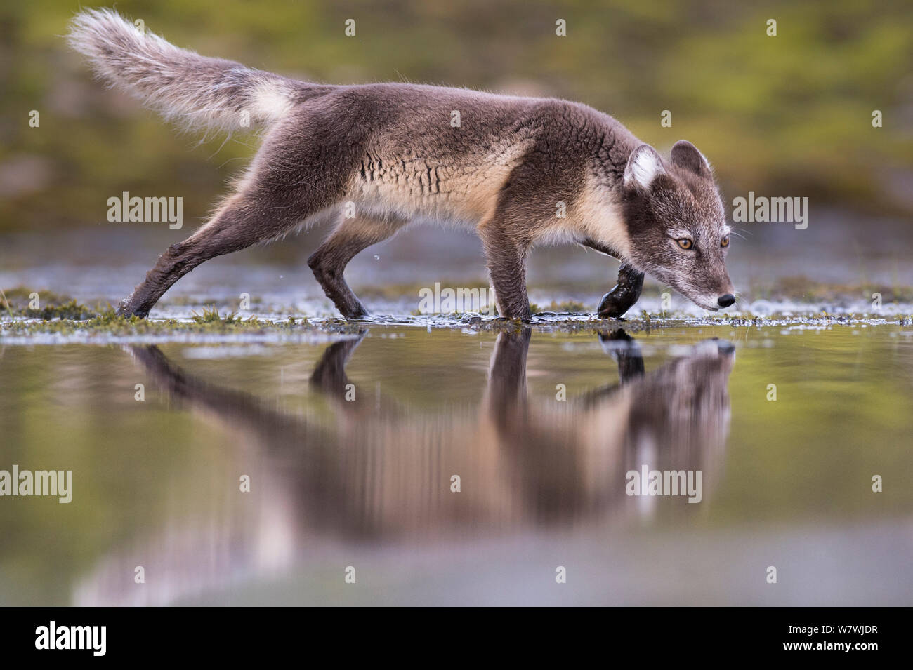 Arctic fox (Vulpes lagopus) searching for food near water, Spitsbergen, Svalbard, Norway, July. Stock Photo