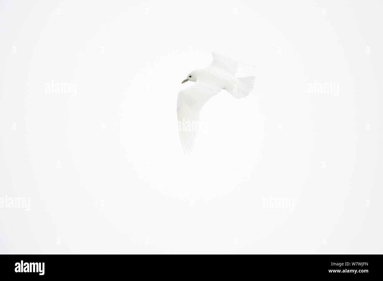 Ivory gull (Pagophila eburnea) in flight against a white sky, Svalbard, Norway, July. Stock Photo