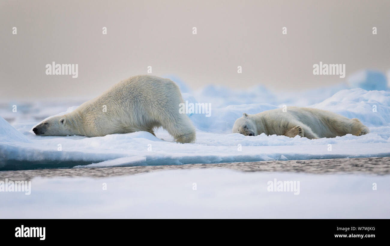 Two Polar bears (Ursus maritimus) resting on pack ice, North of Svalbard, Norway, July. Vulnerable Species. Stock Photo