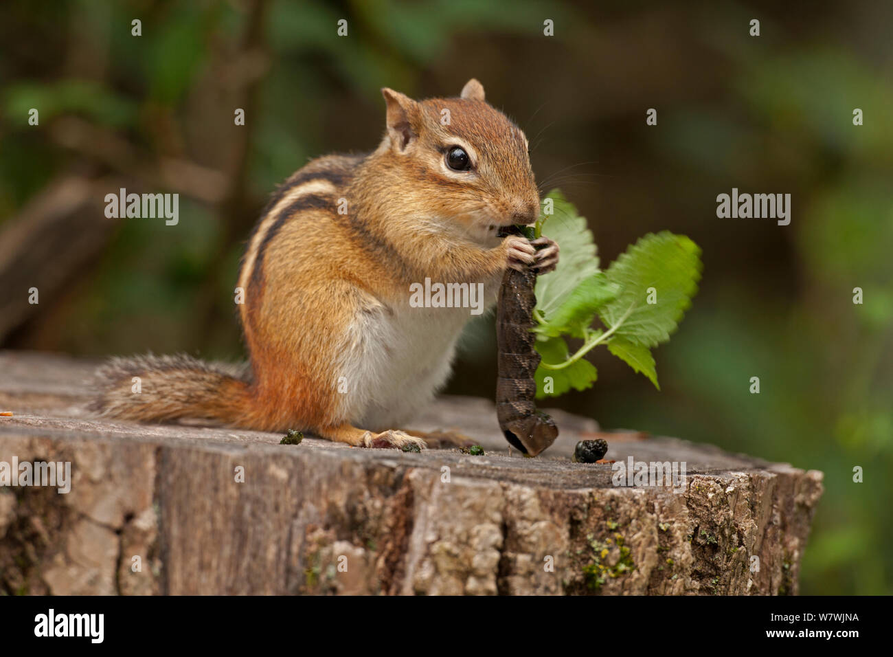 Eastern chipmunk (Tamias striatus) feeding on caterpillar on tree stump