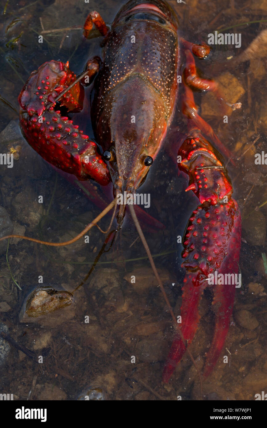 Red / Louisiana swamp crayfish (Procambarus clarkii) in shallow water, Louisiana, USA, April. Stock Photo