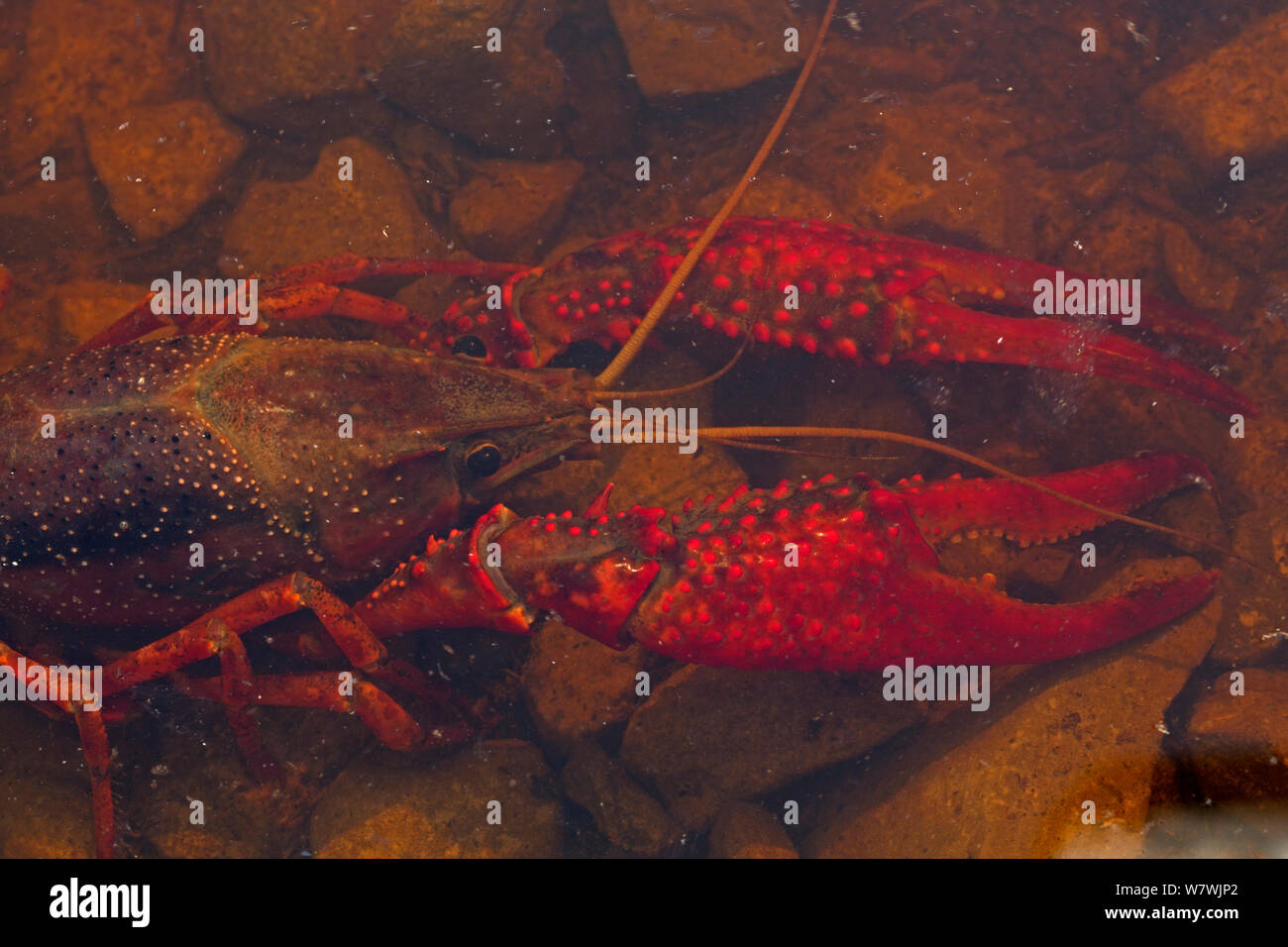 Red / Louisiana swamp crayfish (Procambarus clarkii) in shallow water, Louisiana, USA, April. Stock Photo