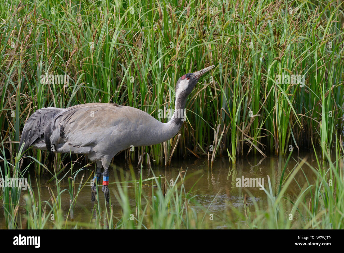 Common / Eurasian crane (Grus grus) &#39;Chris&#39; aged 4 years,released by the Great Crane Project, drinking in a marshland sedge pool close to her nest site, Slimbridge, Gloucestershire, UK, May 2014. Stock Photo