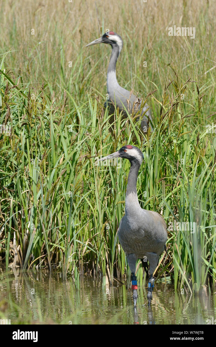 Common / Eurasian crane (Grus grus) Chris, released by the Great Crane Project, standing in a sedge pool as her mate Monty stands on their nest after taking over incubation duties from her, Slimbridge, Gloucestershire, UK, May 2014. Stock Photo