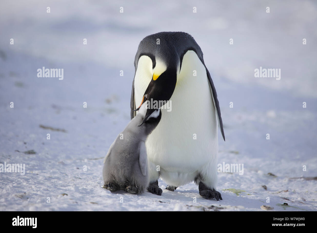 Emperor penguin (Aptenodytes forsteri) feeding chick, Antarctica, September. Stock Photo