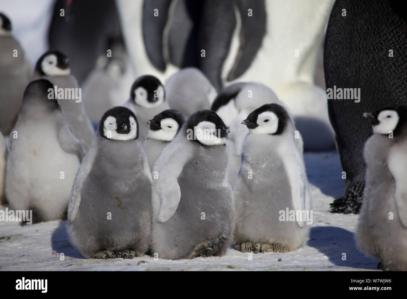 Emperor penguin (Aptenodytes forsteri) chicks, Antarctica, September. Stock Photo