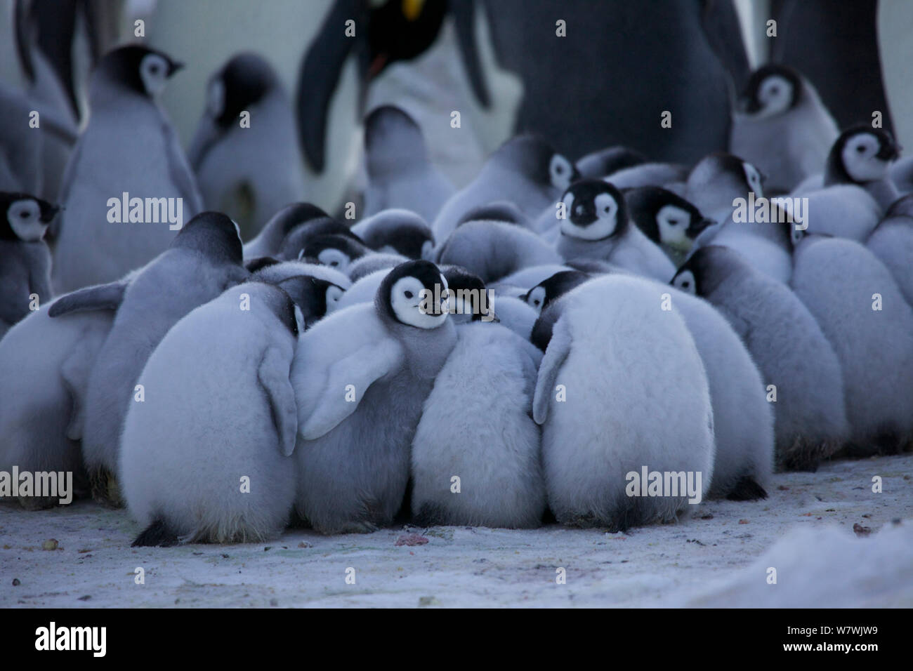 Emperor penguin creche huddle hi-res stock photography and images - Alamy