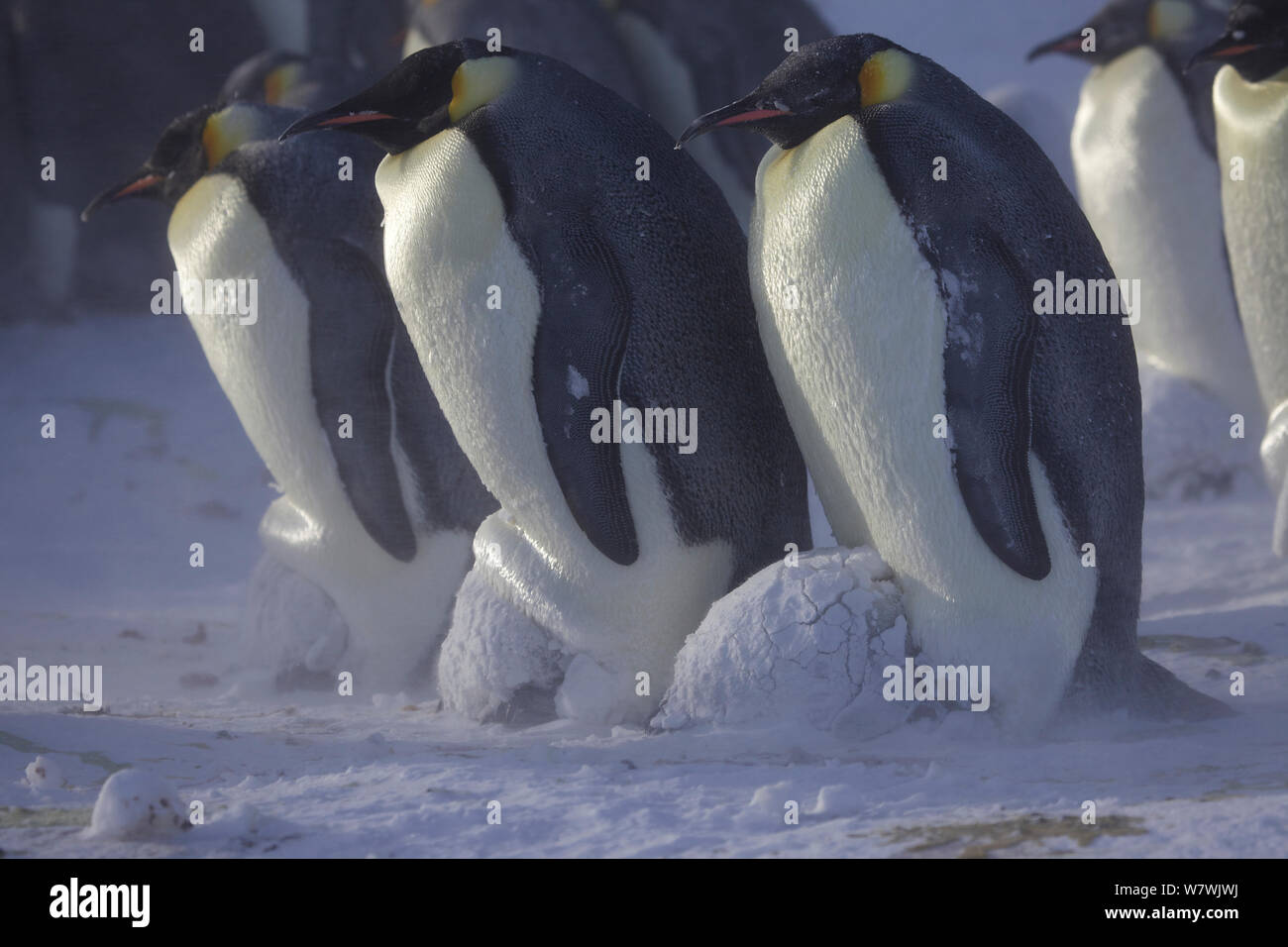 Emperor penguins (Aptenodytes forsteri) sleeping with chicks, covered in snow, sheltering in brood pouches, Antarctica, September. Stock Photo