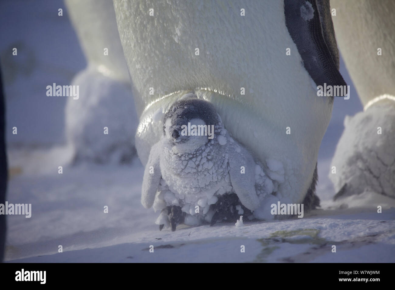 Emperor penguin (Aptenodytes forsteri) covered in clumps of snow sitting on parent&#39;s feet sheltering in brood pouch, Antarctica, September. Stock Photo