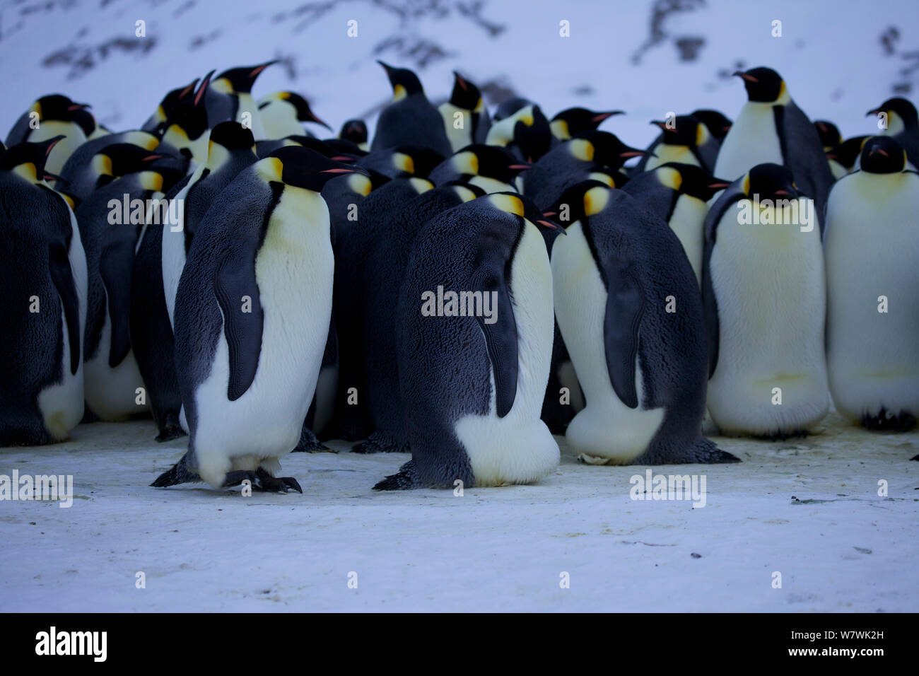 Emperor penguin (Aptenodytes forsteri) colony with females returning