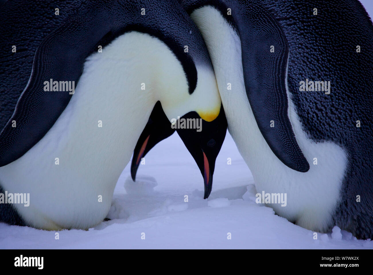 Male emperor penguin egg hi-res stock photography and images - Alamy