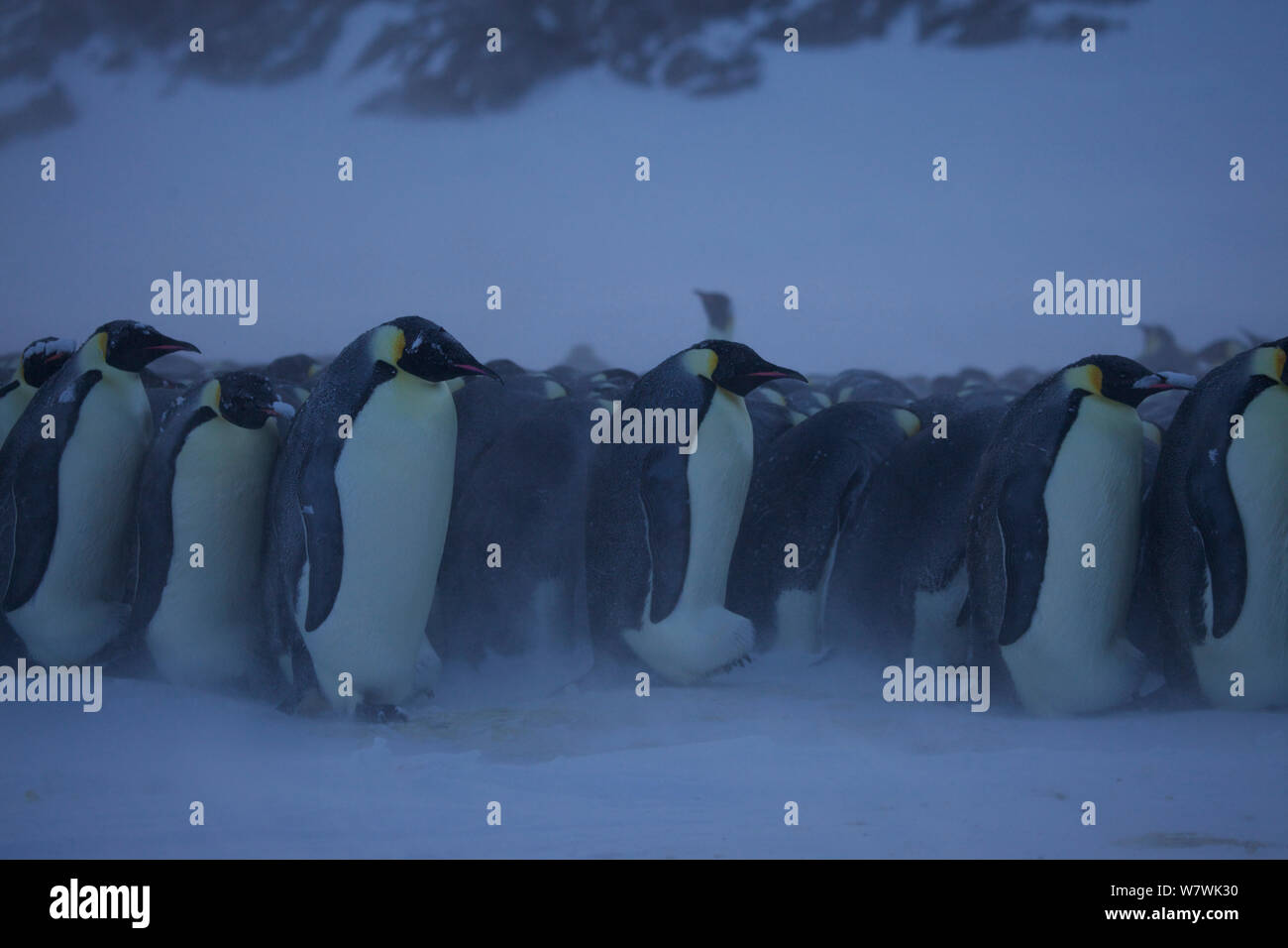 Emperor penguin eggs hi-res stock photography and images - Alamy
