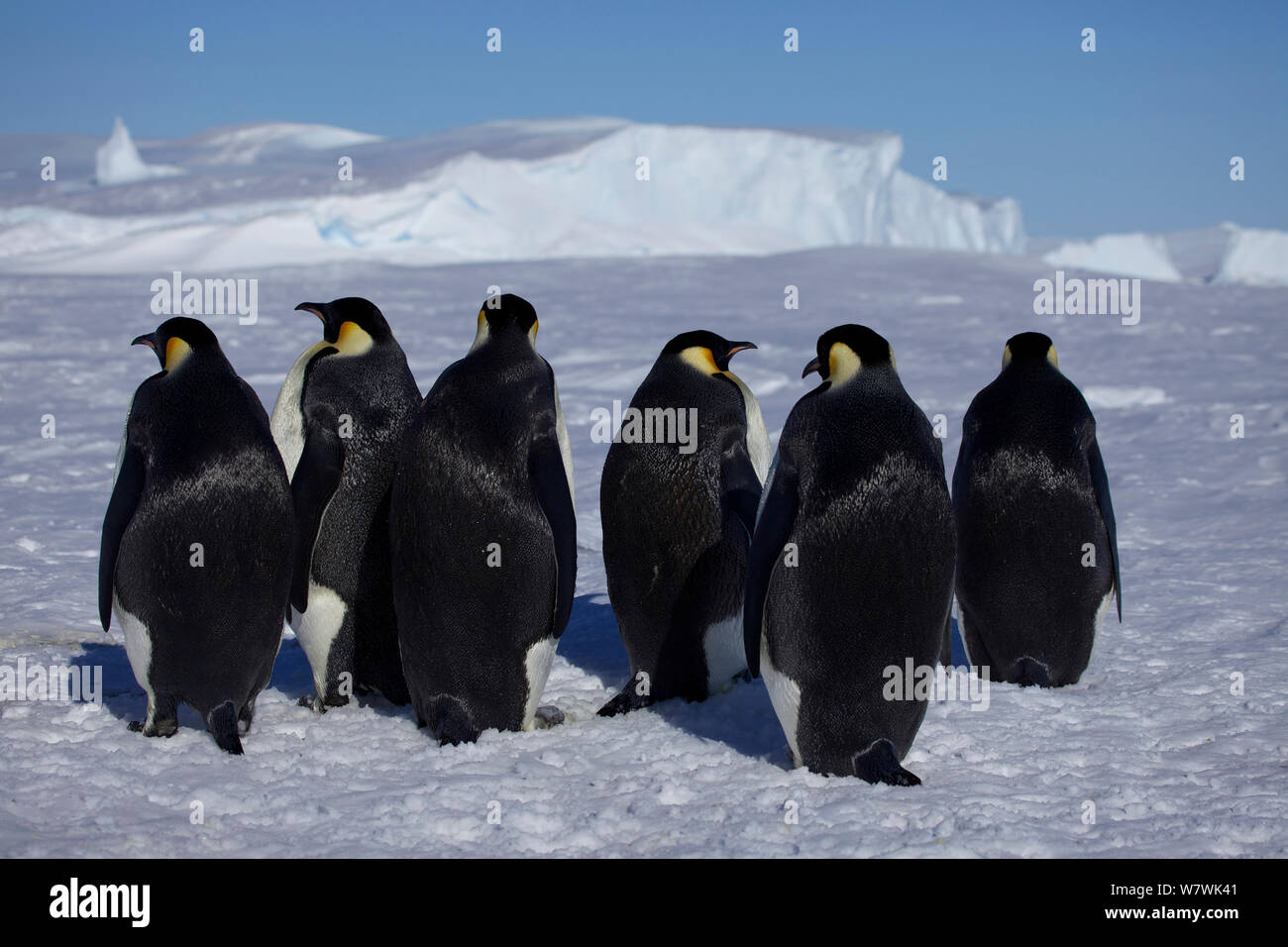 Emperor penguin (Aptenodytes forsteri) drying their backs in the sun near an ice hole, Antarctica, November. Stock Photo