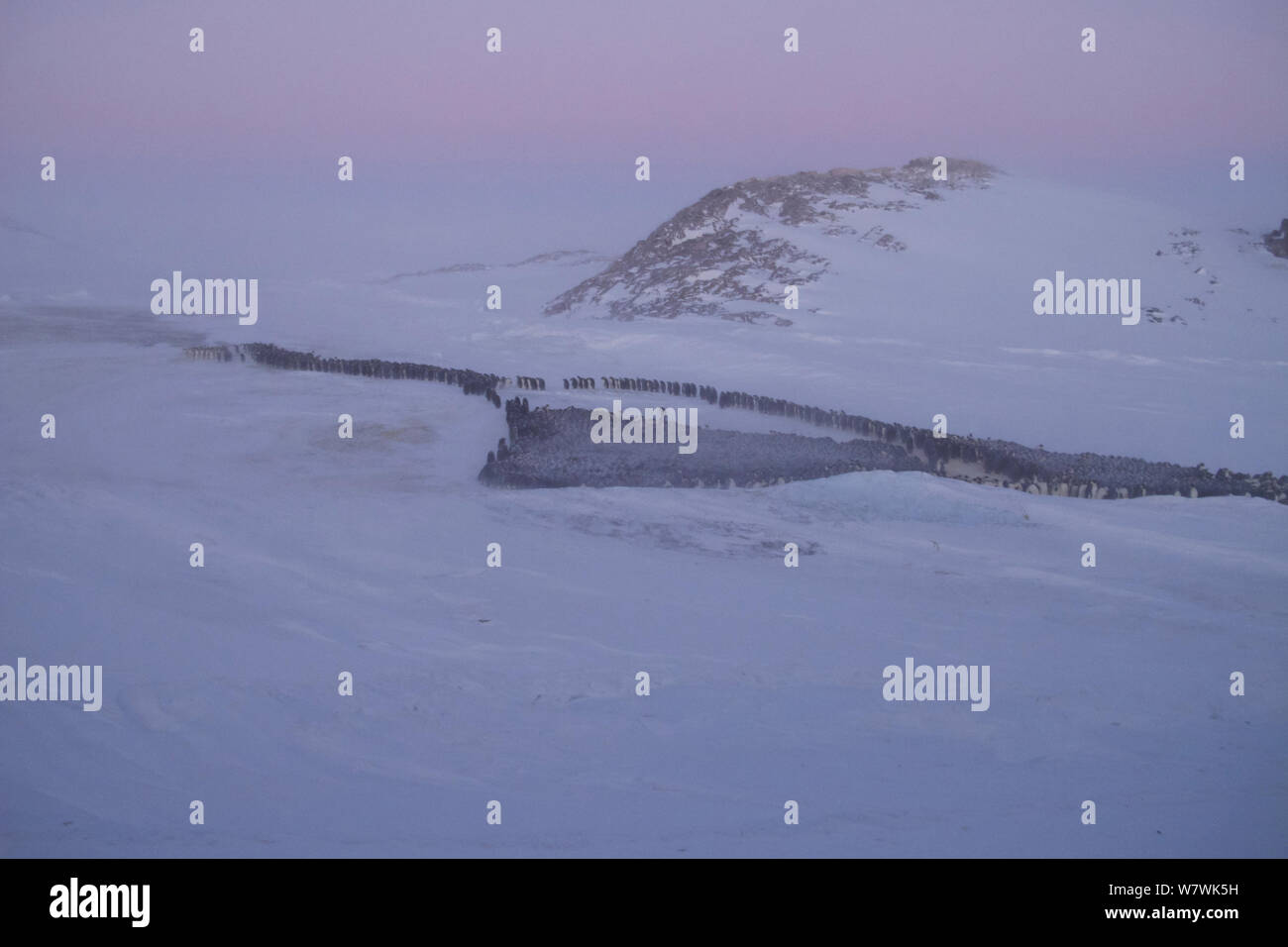 Emperor penguins huddle for warmth hi res stock photography and images