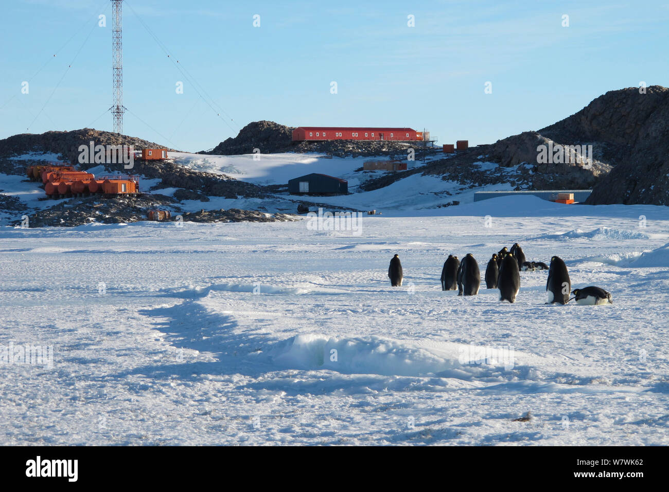 Emperor penguin breeding grounds hi-res stock photography and images